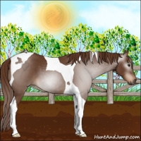 Horse Color:Gray Chestnut Tobiano 