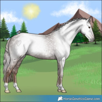 Horse Color:Gray Chestnut 