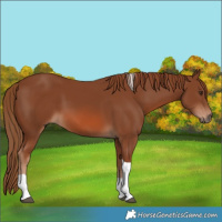 Horse Color:Chestnut Tobiano 
