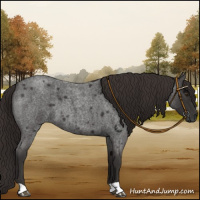 Horse Color:Liver Red Roan 