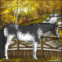 Horse Color:White Spotted Black