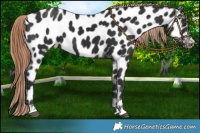 Horse Color:Liver Chestnut Near Leopard 