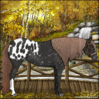 Horse Color:Liver Chestnut Appaloosa 