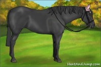 Horse Color:Smoky Black 