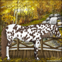 Horse Color:Liver Chestnut Appaloosa 