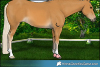 Horse Color:Palomino 
