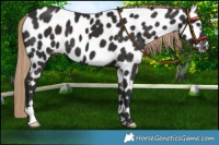 Horse Color:Liver Chestnut Leopard 