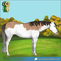 Horse Color:Bay Dun Splash 