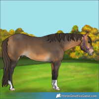 Horse Color:Buckskin 