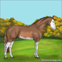 Horse Color:Chestnut Splash 