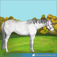 Horse Color:White Spotted Grullo 