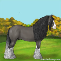 Horse Color:Grullo Splash 
