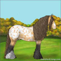 Horse Color:Buckskin Appaloosa 