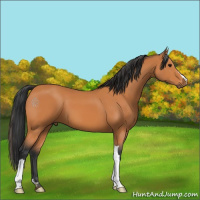 Horse Color:Bay 