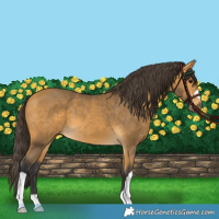 Horse Color:Buckskin 