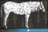 Horse Color:Black Leopard Rabicano 