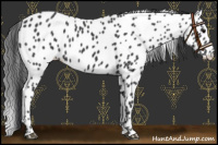Horse Color:Black Appaloosa Rabicano 