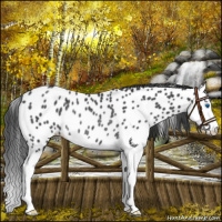 Horse Color:Black Splash Appaloosa Rabicano 