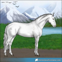 Horse Color:Gray White Spotted Grullo Snowcap 