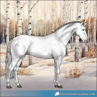 Horse Color:Gray White Spotted Brown Sabino Appaloosa 