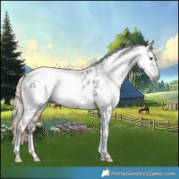 Horse Color:Gray White Spotted Liver Chestnut Near Leopard Rabicano 