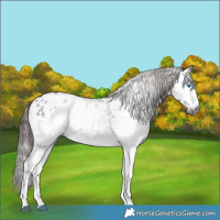 Horse Color:Gray White Spotted Liver Chestnut Splash Blanket 