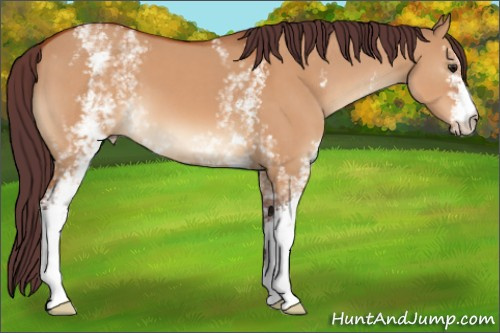 Horse Color:White Spotted Chocolate Brown Dun 