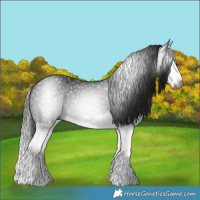 Horse Color:Gray Brown Splash 