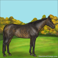 Horse Color:Buckskin Rabicano