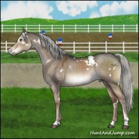 Horse Color:White Spotted Liver Red Dun Mushroom Sabino