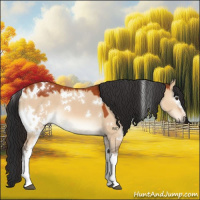 Horse Color:White Spotted Bay Dun 