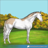 Horse Color:Chocolate Palomino Dun Splash