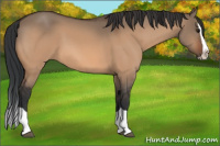 Horse Color:Bay Dun Splash 