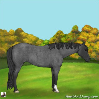 Horse Color:Blue Roan 