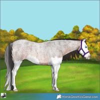 Horse Color:Brown Roan Splash
