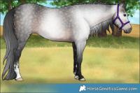 Horse Color:Gray Brown Sabino 