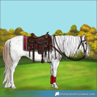 Horse Color:Red Dun Appaloosa Rabicano 