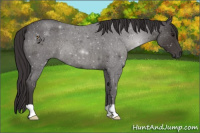 Horse Color:Smoky Blue Roan 