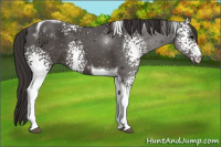 Horse Color:White Spotted Smoky Black Tobiano 