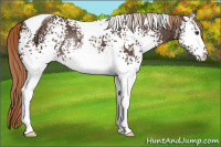 Horse Color:White Spotted Liver Chestnut Tobiano 