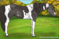 Horse Color:Smoky Black Tobiano 
