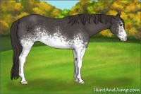 Horse Color:White Spotted Smoky Blue Roan 