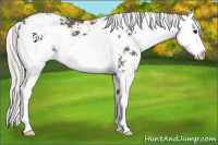 Horse Color:Silver Black Sabino Splash