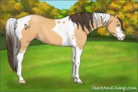 Horse Color:Sable Cream Champagne Sabino Tobiano 