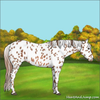 Horse Color:Red Roan Leopard 