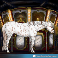 Horse Color:Red Roan Leopard 