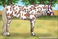Horse Color:Red Roan Near Leopard