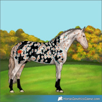 Horse Color:Chestnut Appaloosa 