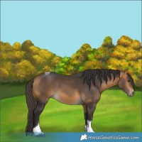 Horse Color:Buckskin Tobiano 