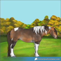 Horse Color:Buckskin Tobiano 